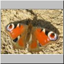 Inachis io - Tagpfauenauge 06.jpg